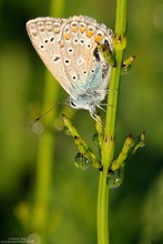 Polyommatus icarus..