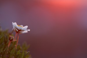 Alpenanemone