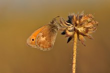 Kleines Wiesenvögelchen (Coenonympha pamphilus)