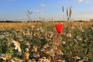 Brandenburger Feldlandschaft