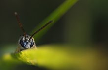 Aliens im Gräserfschungel?