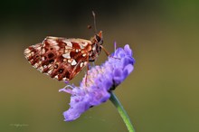 Magerrasen-Perlmutterfalter (Boloria dia)