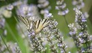 Schmetterling