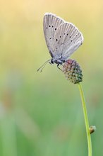 Heller Wiesenknopf- Ameisen -Bläuling