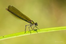 Calopteryx splendens