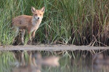 Fuchs am See