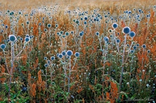 Sommerflair - Echinops