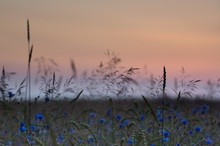 Kornfeld am Morgen