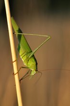 Gemeine Sichelschrecke (Phaneroptera falcata)