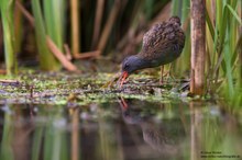 Ein verrückter Vogel