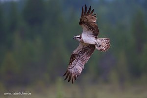 Fischadler im Flug