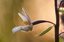 Sumpf-Stendelwurz (Epipactis palustris)