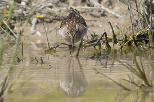 Bruchwasserläufer