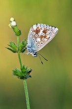 Silbergrüner Bläuling (Polyommatus coridon)