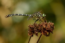 Kleine Zangenlibelle