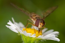 Schwebfliege auf Gänseblümchen