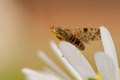 Terellia tussilaginis auf Gänseblümchen