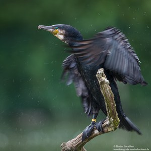 Kormoran (Phalacrocorax carbo)