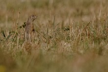 Bei Ziesels auf der Trockenwiese