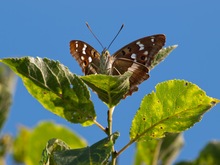 Großer Schillerfalter