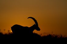 Capra Ibex