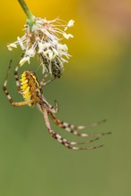 Argiope