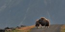 - Moschus - Liebe -