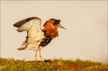 Kampfläufer in Norwegen