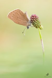 Dunkler Wiesenknopf-Ameisenbläuling