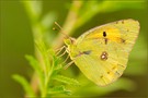 hufeisenklee-gelbling ( colias alfacariensis )