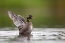 Juveniler Zwergtaucher