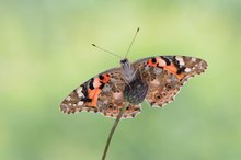 Distelfalter (Vanessa cardui)