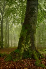 Ein klein wenig Sommernebel im Wald