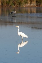 Grau- und Silberreiher