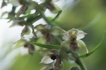 Epipactis helleborine