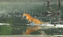 Tiger (Panthera tigris)