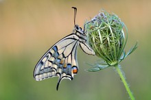 Schwalbenschwanz (Papilio machaon)