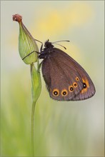 Rundaugen Mohrenfalter (Erebia medusa)