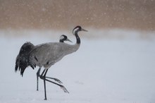 Gleichschritt im Schneetreiben...