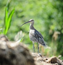 Großer- oder Regenbrachvogel