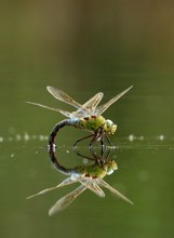 Königslibelle im Wasser