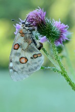 Apollo Weibchen mit Sphragis