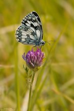 Melanargia galathea..