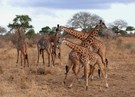 Giraffen in Tsavo-West - Kenya