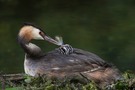 Federn als Grundlage für Fisch