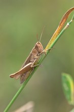 Der Griff nach dem Strohhalm