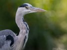 Graureiher (Ardea cinerea)