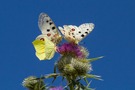 Gedränge auf der Distel