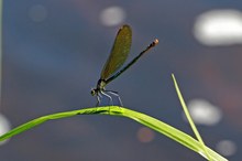 Blauflügel-Prachtlibelle (Calopteryx virgo)