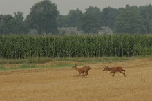 Langes Treiben